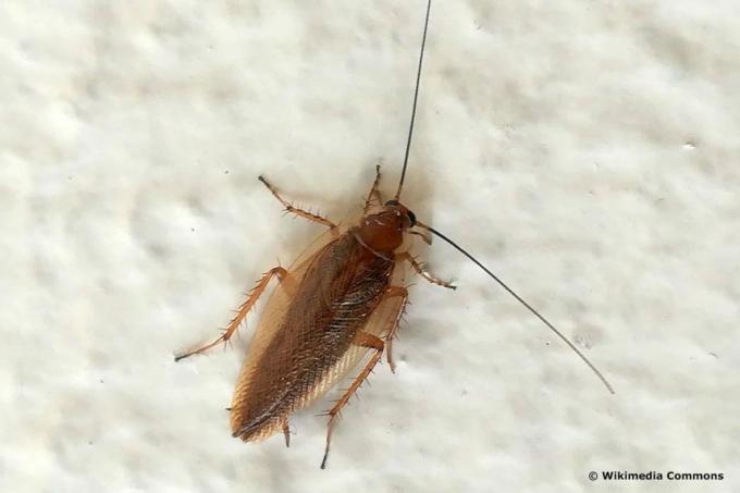 Cucaracha ámbar (ectobius vittiventris)
