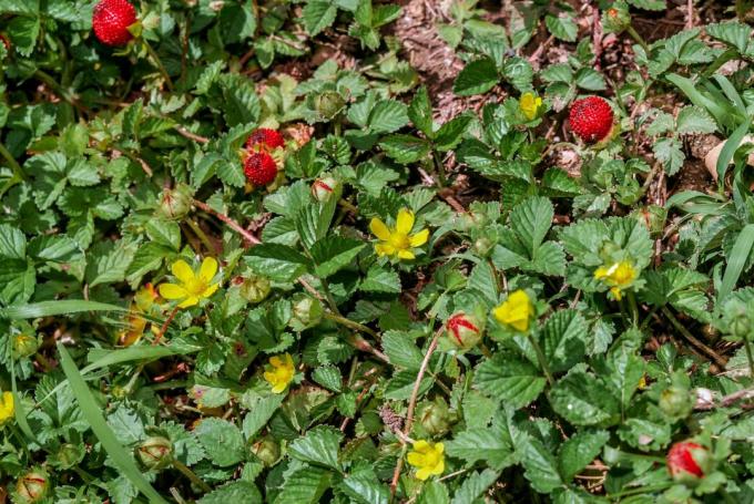 Falske vilde jordbær med gule blomster
