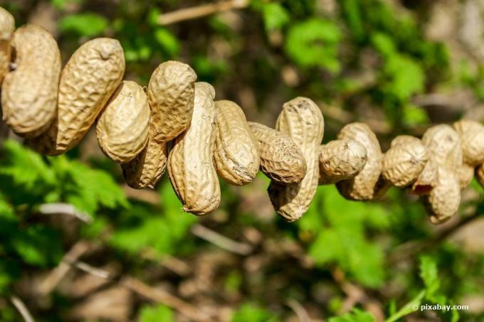 Cacahuètes en chaîne sur une chaîne comme graines pour oiseaux