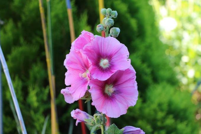 Hollyhock - Hollyhock - Alcea rosea - Αγροτικό τριαντάφυλλο