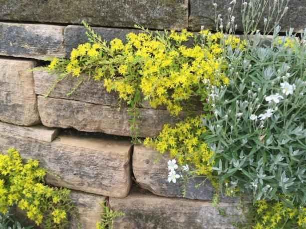 Stonecrop growing in a dry stone wall