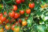Tomaattilannoite: Tarvitsevatko tomaatit erityistä lannoitetta?