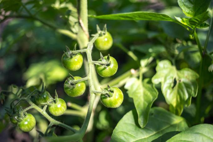 Onrijpe groene vruchten van het tomatenras Bianca