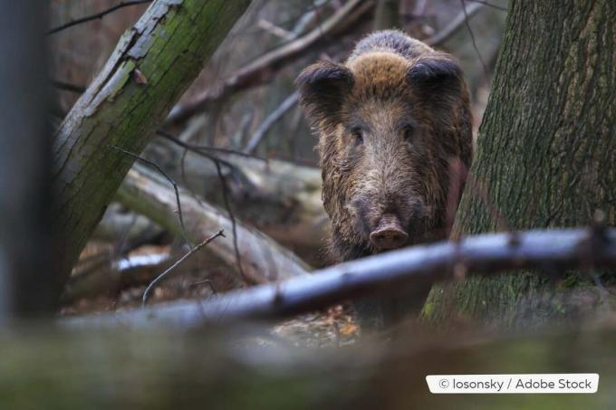 Wild boar in the undergrowth