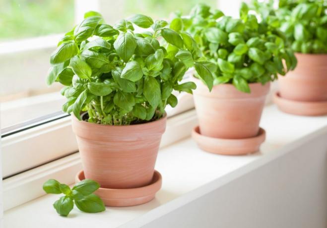 Зелени растения босилек на перваза на прозореца