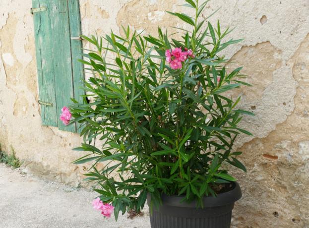 Oleanders in een pot voor de huismuur