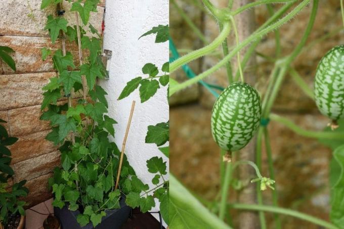 Mexická miniokurka, popínavá zelenina je ideální pro pěstování na balkonech