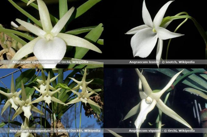 Especies de orquídeas, Angraecum
