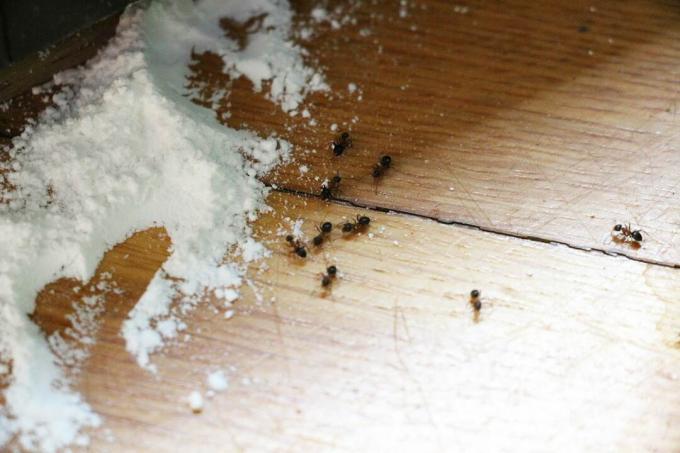 Karıncalara karşı kabartma tozu