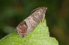 Codling Moth: Tunnista vauriot ja torju ne onnistuneesti