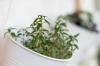 Herbs in the pot: the best culinary herbs for the tub
