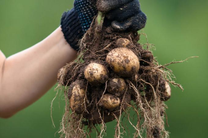 Récoltez les tubercules de pomme de terre avec des racines