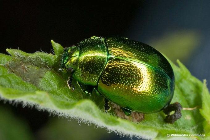Myntebladbille er en skinnende grønn bille