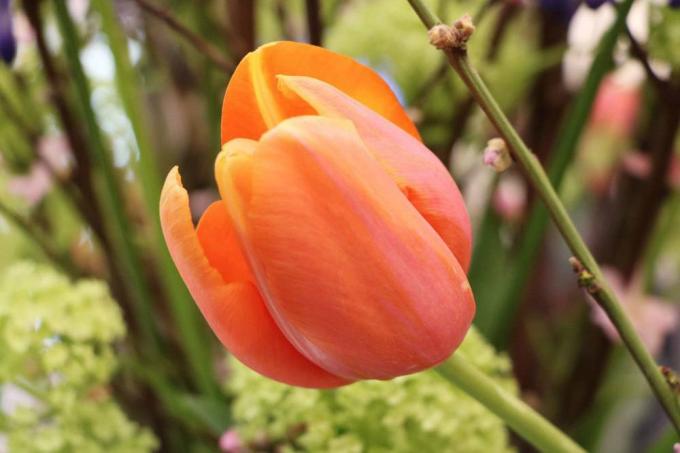 Tulipa com flores cheias e laranjas
