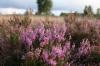 Moorland plants: What grows on moorland
