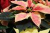 Le foglie della stella di Natale si accartocciano: cosa fare? 6 possibili soluzioni