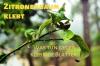 Tongkat pohon lemon: Membantu melawan daun lengket