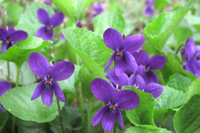 Violeta doce (Viola odorata)