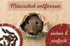 הסר צואת עכברים: הסר אותם בבטחה ובקלות