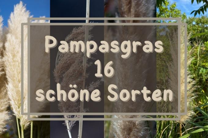 Pampas grass varieties - titles