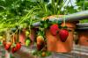 10 frukter för odling i kruka