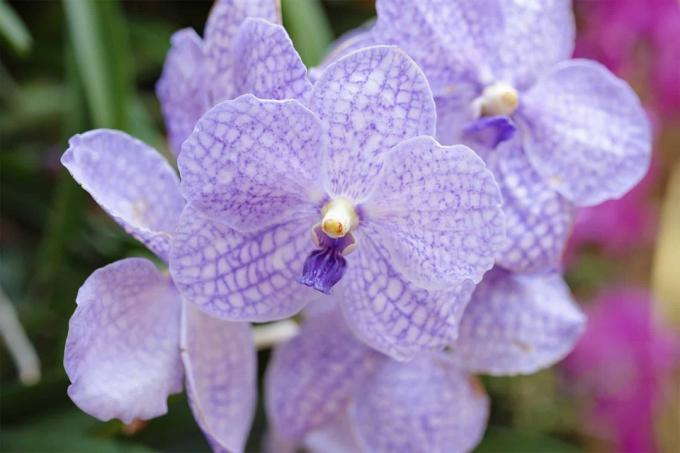 Vanda Orchid (Orchidaceae)
