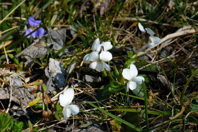 Γλυκό βιολετί 'Alba' με λευκά λουλούδια