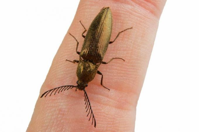 Kumbang jepret kulit berwarna logam (Ctenicera pectinicornis), kumbang hitam besar