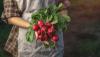 Variétés de radis: variétés rouges, blanches et longues