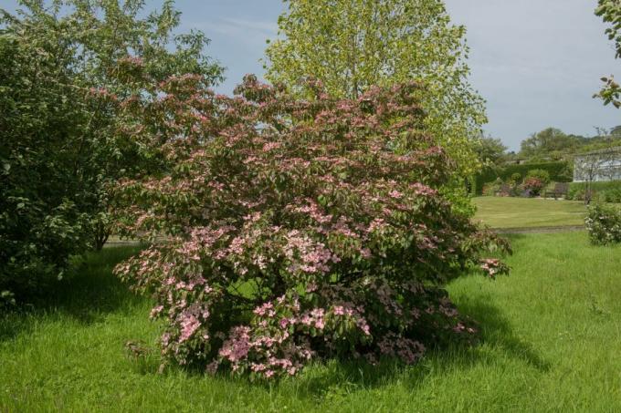 Dogwood 'Satomi' with pink leaves