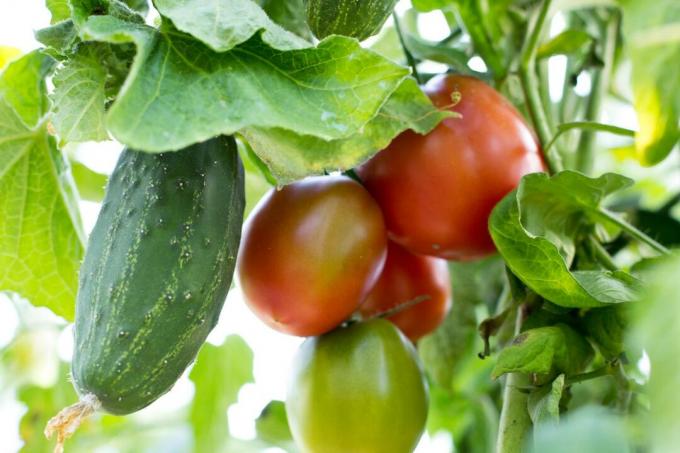 Ugunstig blandet kultur af tomat og agurk