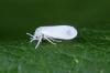 Борба с бели мухи: органична и естествена