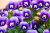 Menanam dan merawat violet bertanduk: tips ahli