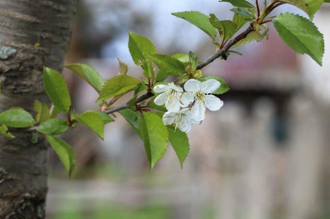 Prunus cerasus, cereza ácida