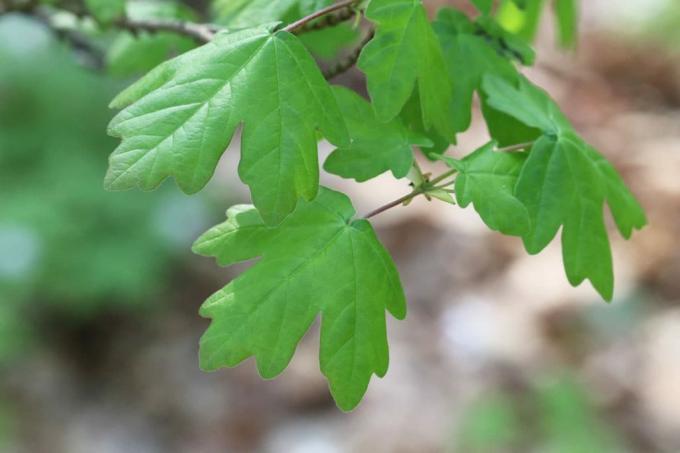 Field maple is one of the native maple species