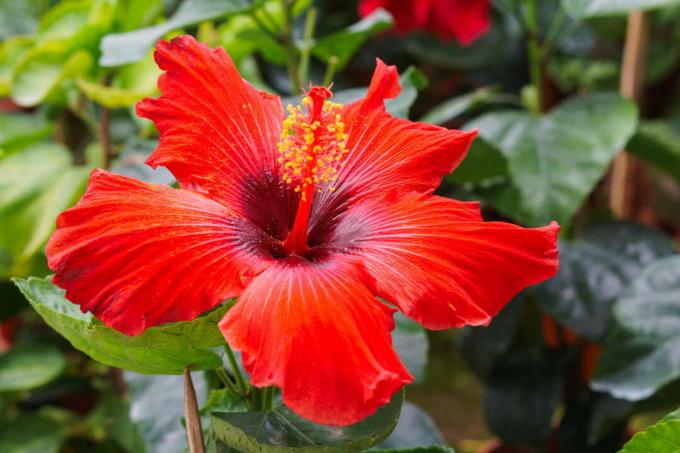 Sarkans hibiska zieds dārzā