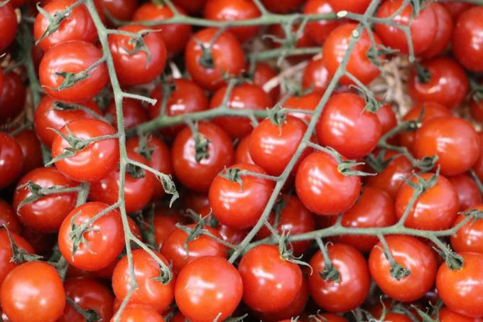 Odrody paradajok, koktailové paradajky