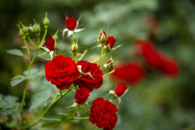 Rose red flowers