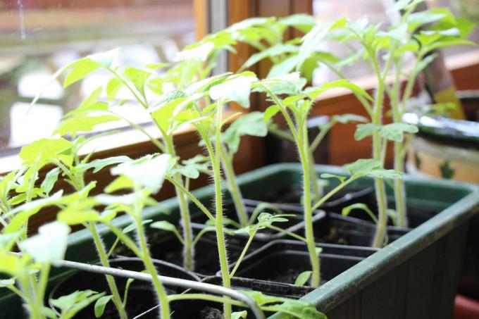 Unge tomatplanter i vindueskarmen