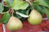 Egyesület Dechants Pear: Az őszi körte íze és termesztése