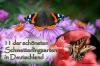 11 видов бабочек в Германии: обзор