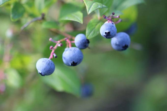 Blueberry - Blueberry - Vaccinium myrtillu