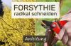 How to: radical section of a forsythia