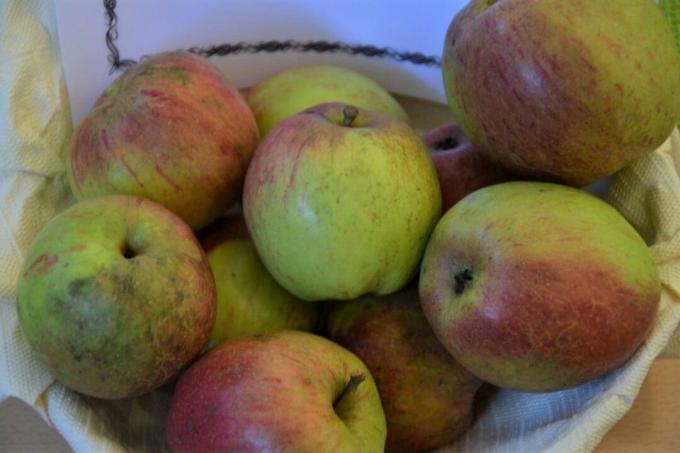 Manzanas de la variedad Rheinischer Krummstiel