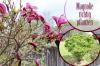 Plantarea corectă a magnoliei: instrucțiuni