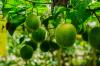 ლუო ჰან გუო: ყველაზე ტკბილი ხილი მსოფლიოში