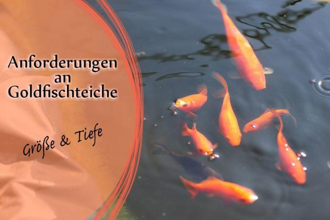 Requirements for goldfish in the garden pond