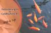 Gullfisk i hagedammen: krav til størrelse og dybde