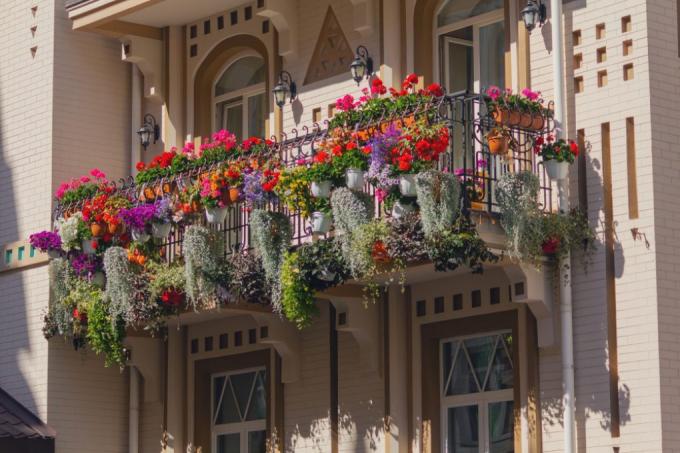 идеи растений на балконе