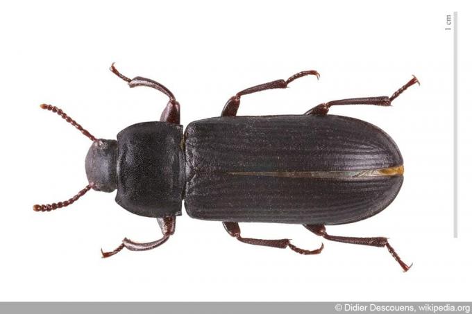 კვება Beetle - Tenebrio molitor